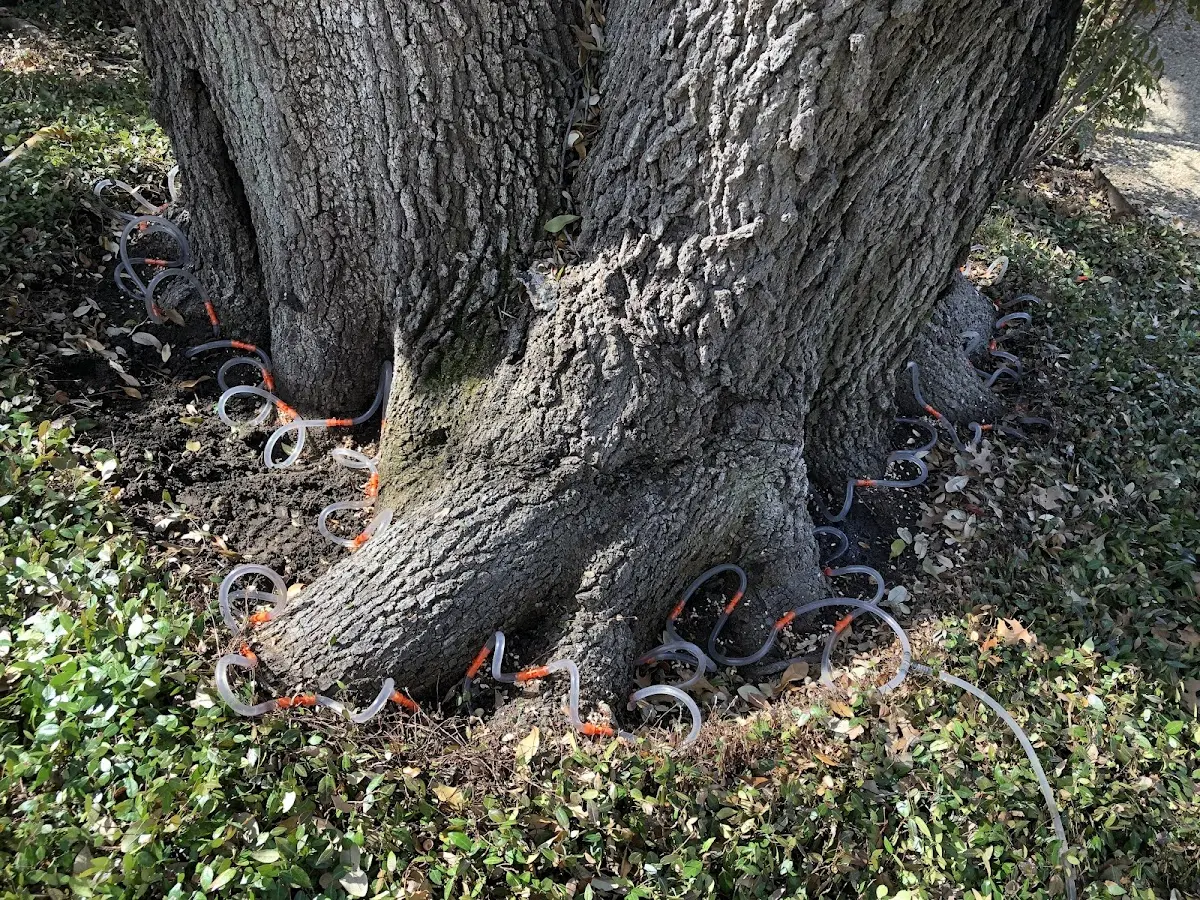 Detailed Tree Cabling and Bracing job site in Tovey