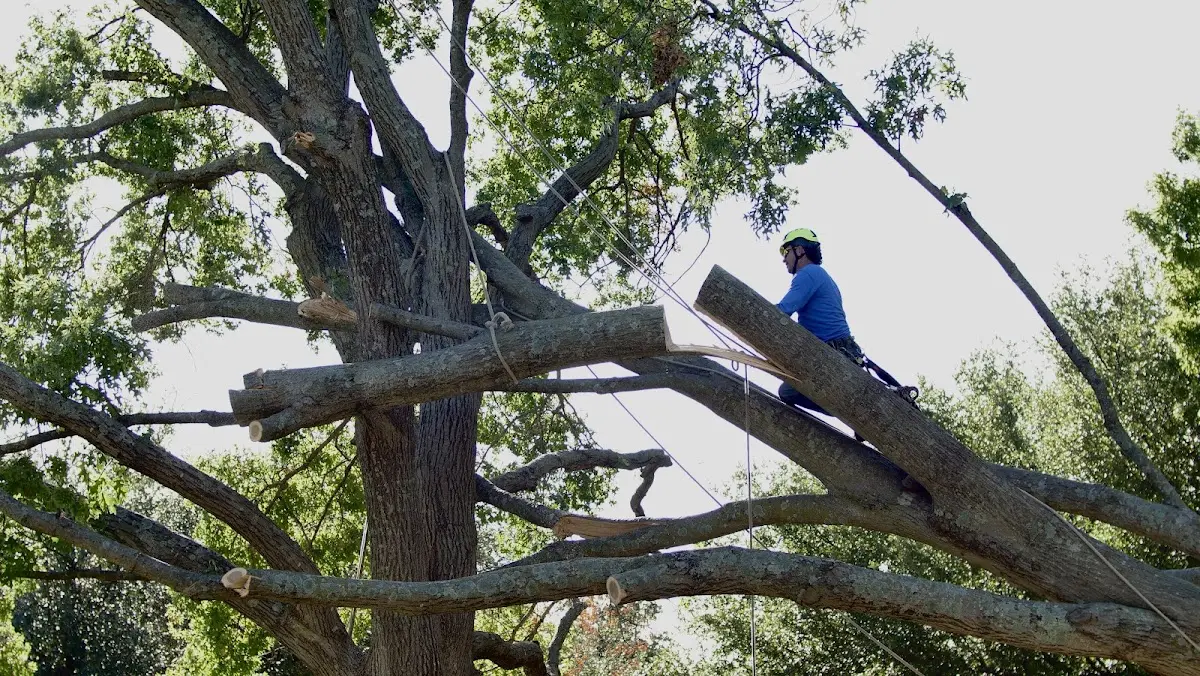 Professional Crown Thinning performed by certified arborists in Tovey